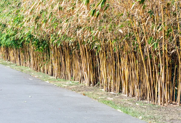 Bamboo fence — Stock Photo, Image