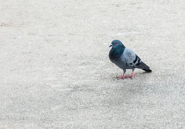Küçük pegeon