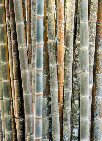 Verse bamboe stam — Stockfoto