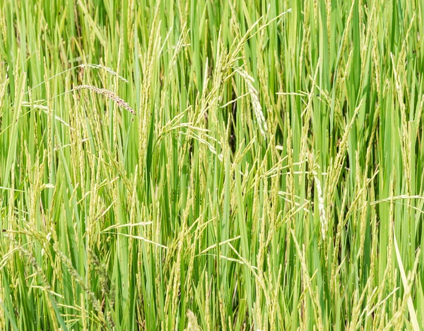 Чистое рисовое поле — стоковое фото