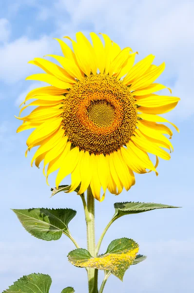 Eenzame zonnebloem — Stockfoto