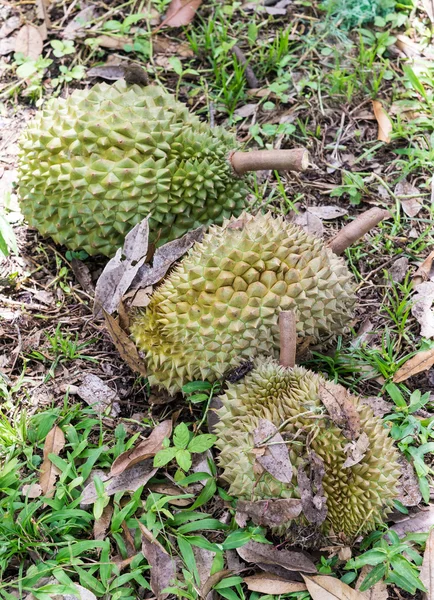 Rijp durian — Stockfoto