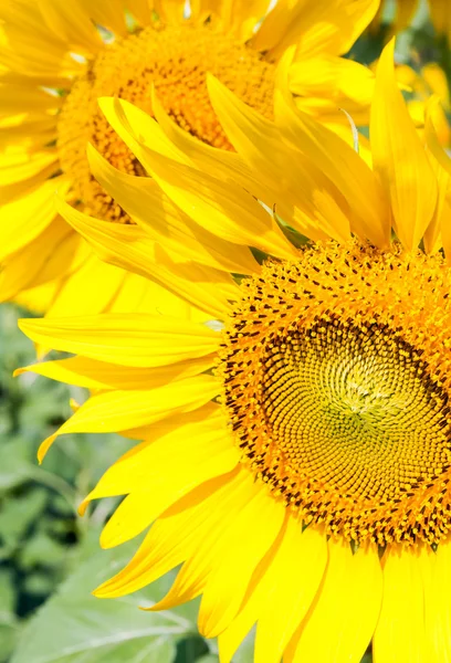 Fresh booming sunflower — Stock Photo, Image