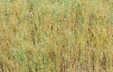 çimen çiçek alanı