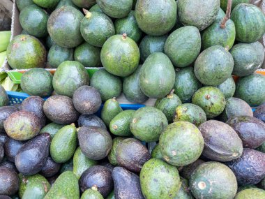Doğal ürünleri, sağlıklı gıdaları ve tropikal tarım yaşam tarzını temsil eden yerel bir çiftlikten satılık taze organik avokadolar yığını..