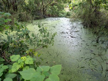 Yağmur mevsiminde sulak bitkilerle kaplı ve yemyeşil tropikal ağaçlarla çevrili küçük bir gölet, dokunulmamış doğal sulak alanların ve sakin orman manzaralarının güzelliğini yakalıyor..