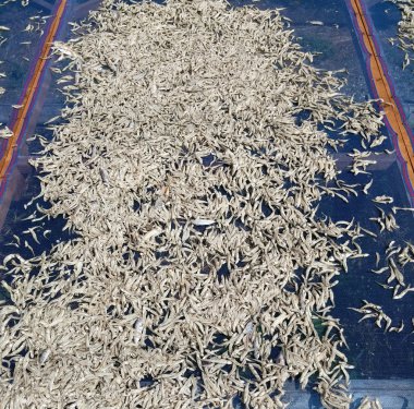 kurutulmuş küçük balık