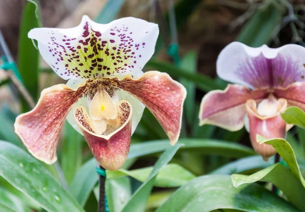 Paphiopedilum doré — Photo