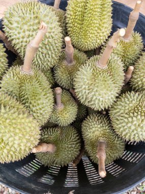 Çiftlikten toplanan taze organik durianların üst görüntüsü ve yerel pazarda satılmak üzere siyah plastik bir sepette tutuluyor..