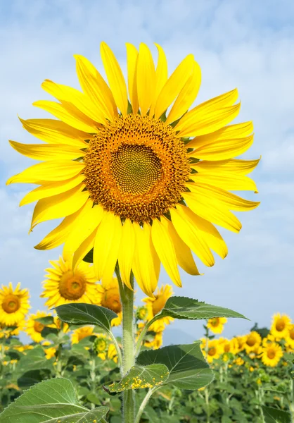 Fresh sunflower field — Stock Photo, Image