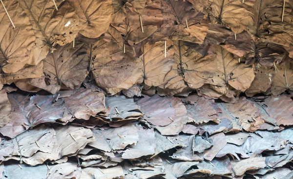 Сухой тиковый лист — стоковое фото