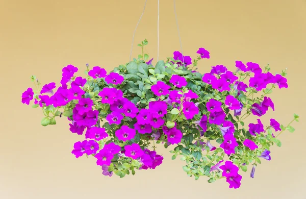 Pentola di petunia viola — Foto Stock