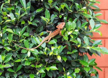 Küçük kırmızı bukalemun