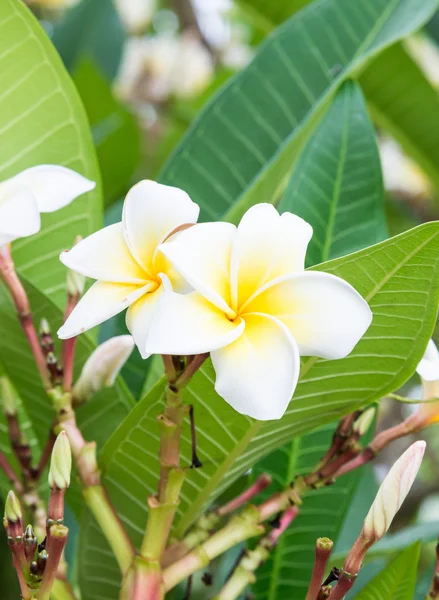 Plumeria fraîche fleur — Photo