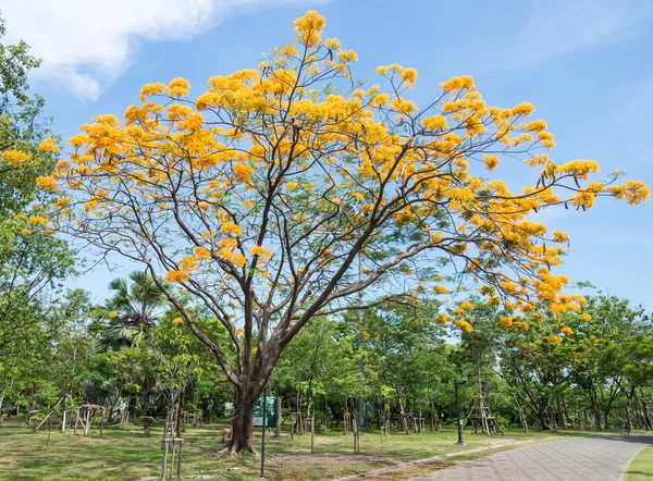 Peacock flower tree — Stock Photo, Image