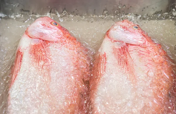 Świeże ryby czerwone — Zdjęcie stockowe