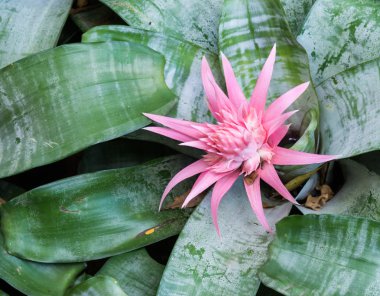 Küçük pembe bromeliad