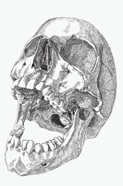 Cráneo de humano con una boca abierta, dibujo a mano, vector illustra — Archivo Imágenes Vectoriales