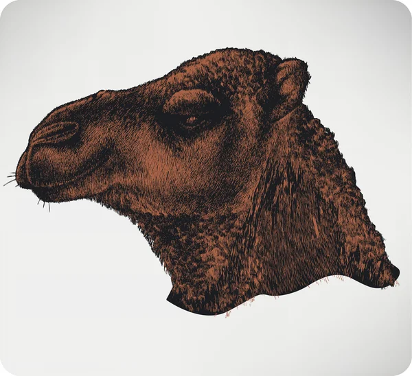 Camel hair Vector Art Stock Images | Depositphotos Camel hair Vector Art Stock Images | Depositphotos
