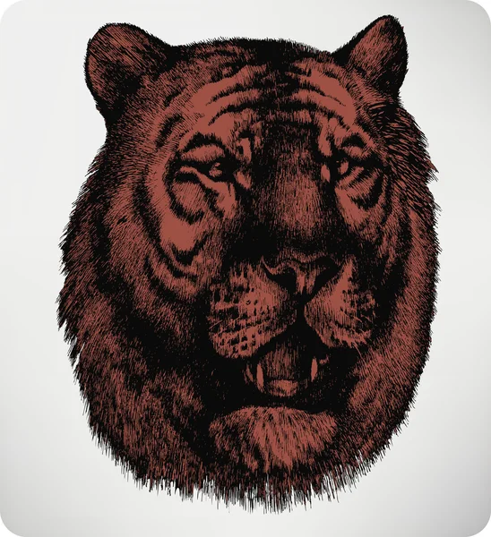 Animal tiger, hand-drawing. Vector illustration. — Stock Vector