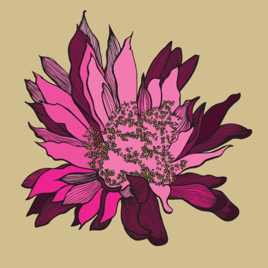 Cactus flower, hand-drawing. vector illustration. clipart