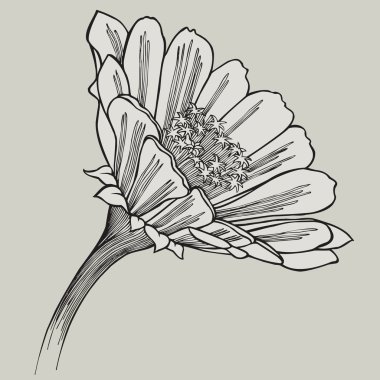 Zinnia çiçeği, el-çizim. Vektör çizim.