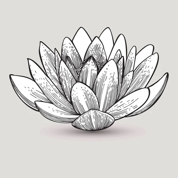 Flor de lirio de agua, dibujo a mano. Ilustración vectorial . — Vector de stock