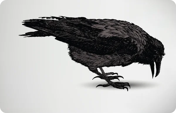Черная ворона, ручной рисунок, векторная иллюстрация . — стоковый вектор