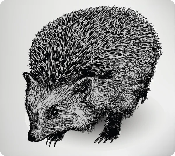 Hedgehog animal, desenho manual, ilustração vetorial . — Vetor de Stock