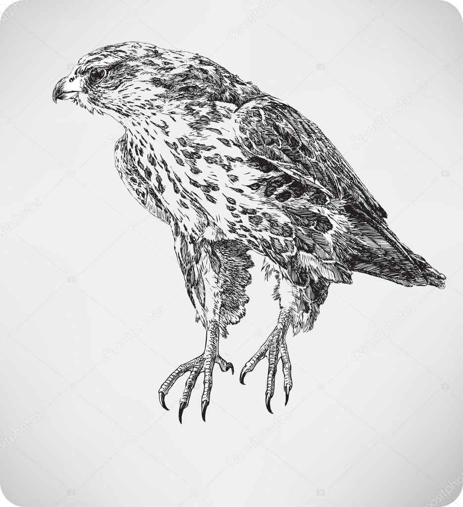 ユニークリアル はやぶさ 鳥 イラスト ディズニー帝国 ユニークリアル はやぶさ 鳥 イラスト ディズニー帝国