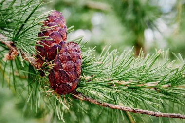 Güzel Larch koniler ve dal yeşil arka plana sahip