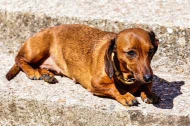 Dachshund güneşli bir günde beton merdivenlerde yatıyor.
