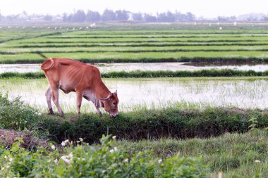 Bir pirinç alan üzerinde otlatma inek.