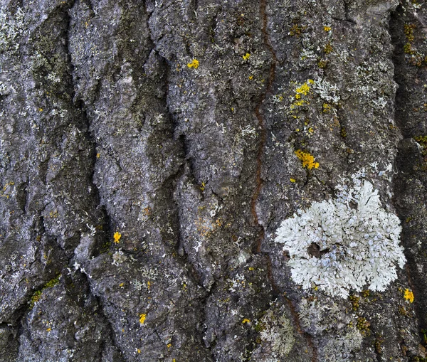 A textura da casca da árvore — Fotografia de Stock