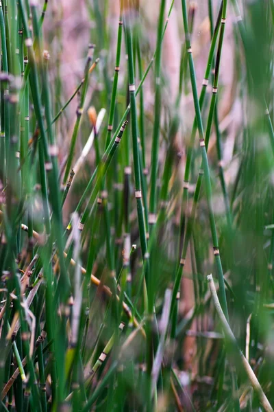 Strobilus of horsetail — Stock Photo, Image