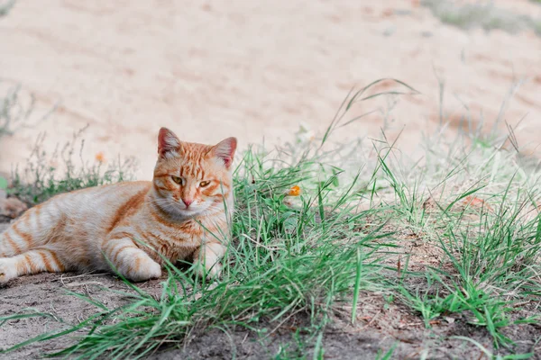 Röd katt赤い猫 — Stockfoto