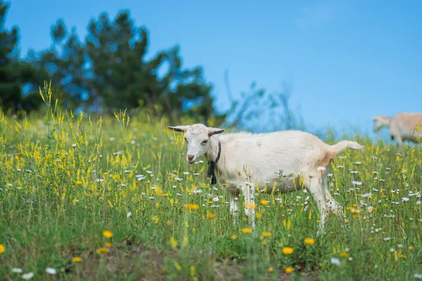 Ziegenbock — Stockfoto