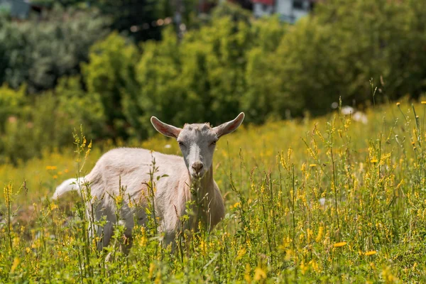 Ziegenbock — Stockfoto