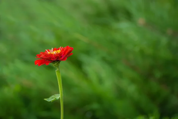 Flower zinnia — Stock Photo, Image