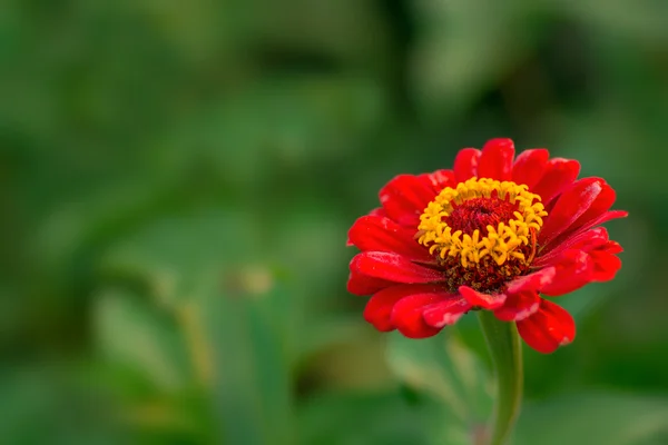 Flor zinnia Imagem De Stock