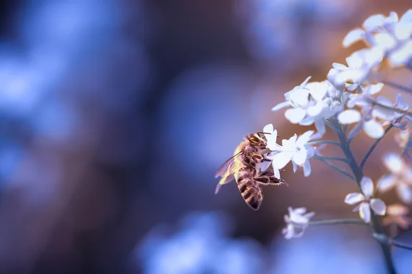 Abelha em uma flor Fotografia De Stock