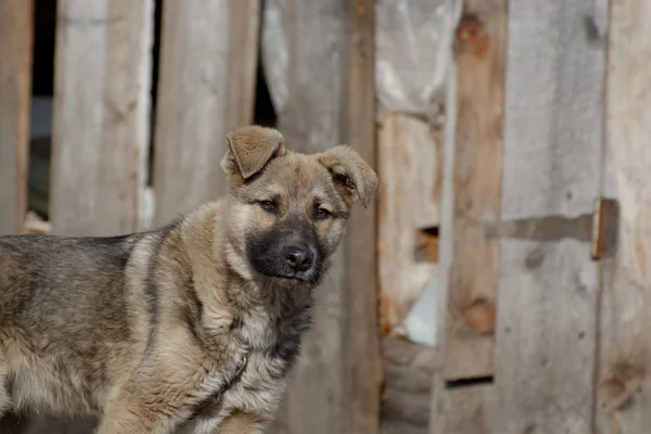 Joven perro — Foto de Stock