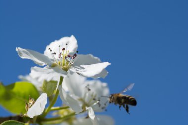 elma ağacı çiçek