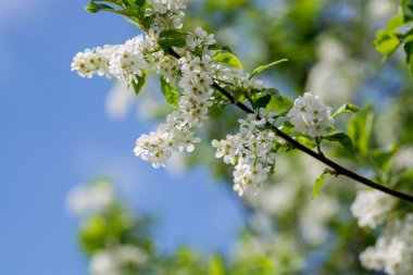 Çiçekler kuş kiraz