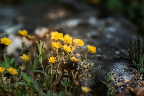 Yellow flower — Stock Photo, Image