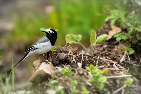 White Wagtail — Stock Photo, Image