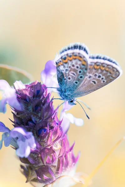 Farfalla di rame Foto Stock