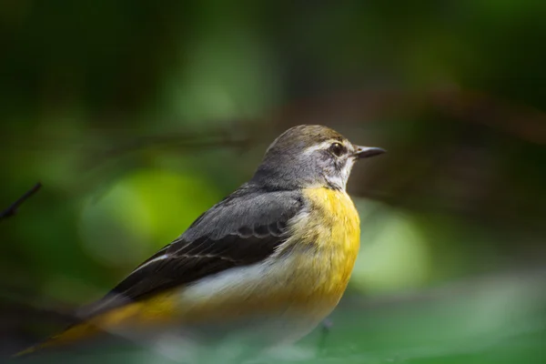 Yellow Wagtail — Stock Photo, Image