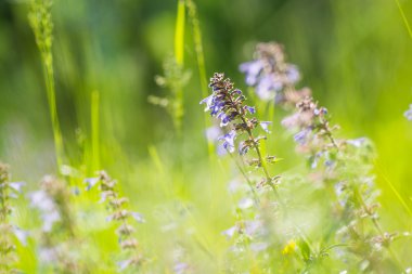 Doğal Zmeegolovnik sarkık (Dracocephalum nutans ile yeşil arka plan bulanıklık)
