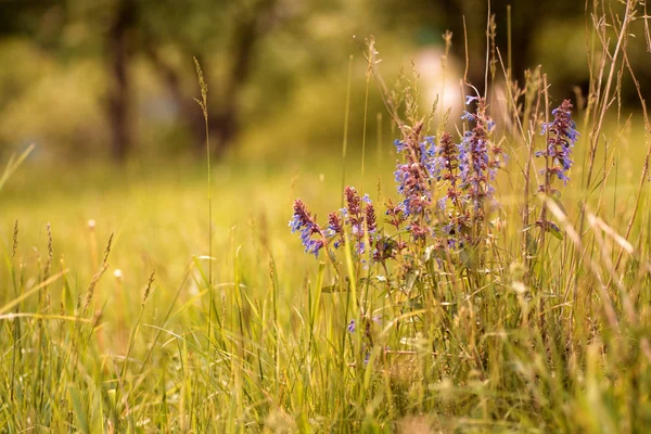 Wild violet flowers (zmeegolovnik) — Stock Photo, Image